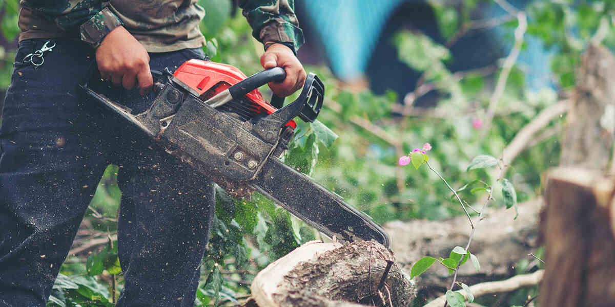 diy tree removal