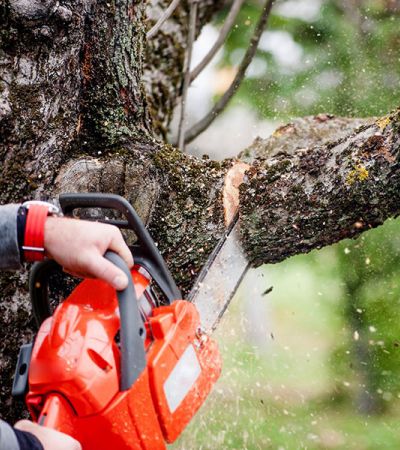 Tree services. A chainsaw cuts a tree limb