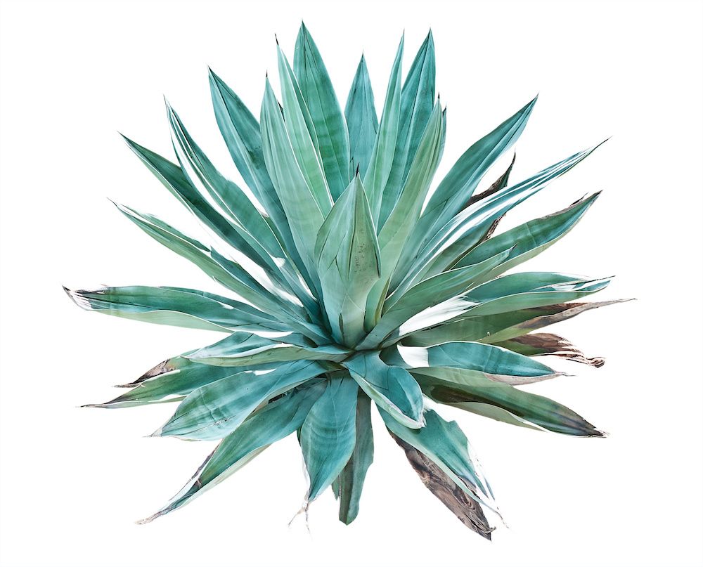 Aloe Plant Image