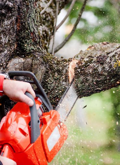 Tree services. A chainsaw cuts a tree limb