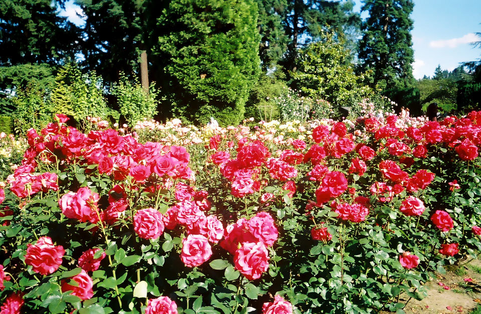 Discover The History Behind Portland S International Rose Test