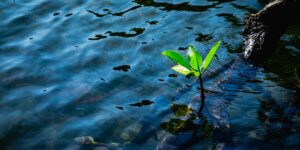 plants for a water feature